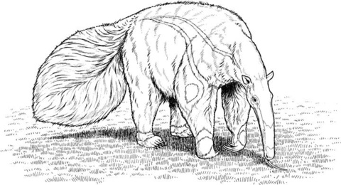 Realistic Giant Anteater Coloring Page